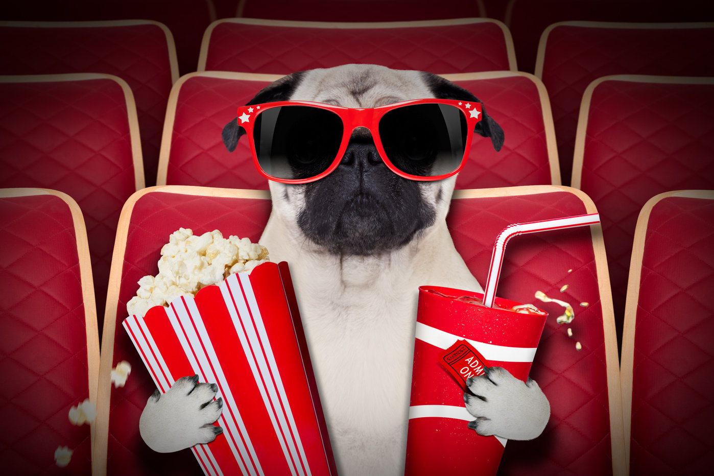 Dog at the Movies